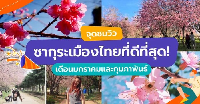 จุดชมวิวซากุระเมืองไทยที่ดีที่สุด เดือนมกราคมและกุมภาพันธ์