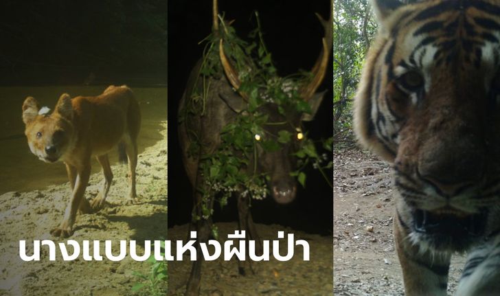 เห็นแล้วใจฟู! สัตว์ป่าเดินเที่ยวอวดโฉมในป่าอันสมบูรณ์ ริมแม่น้ำเพชรบุรี