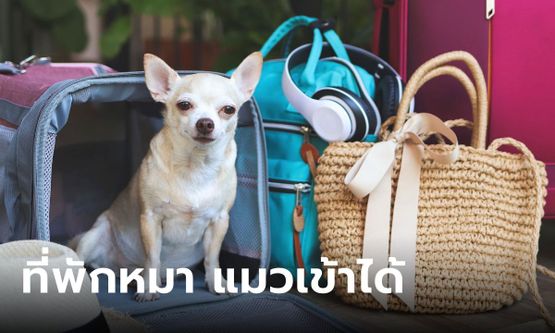 รวมที่พัก Pet Friendly หมา แมวเข้าได้ ไม่ต้องกังวล