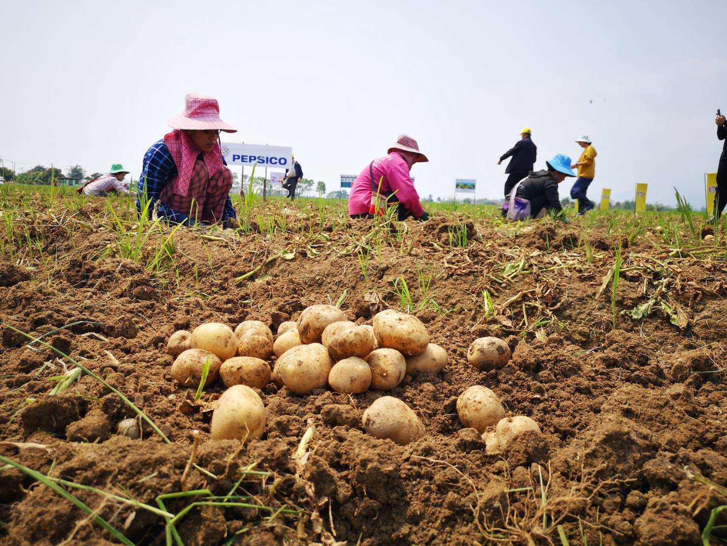 “เป๊ปซี่โค” จับมือพันธมิตรจีไอแซด (GIZ) พลิกโฉมเกษตรกรไทย สู่ยุคเกษตรอัจฉริยะ