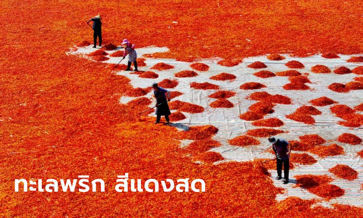 ทะเล "พริก" สีแดงสด ตากแห้งเต็มลานในกานซู่