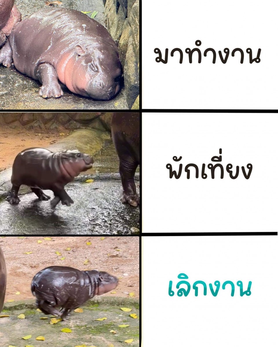 น้องหมูเด้ง