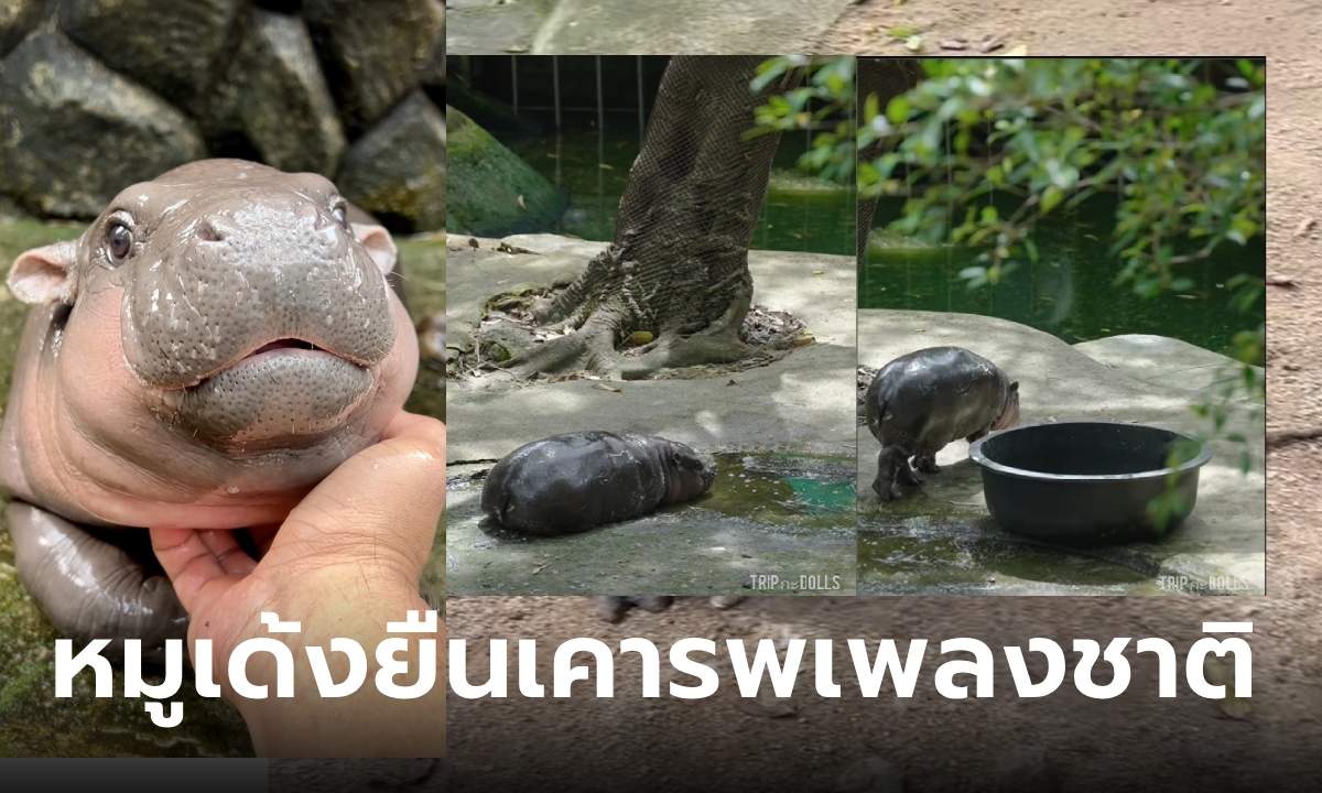 หมูเด้ง ฮิปโปแคระซุปตาร์ เลือดไทย 100% เด้งตัวยืนนิ่งเคารพเพลงชาติ