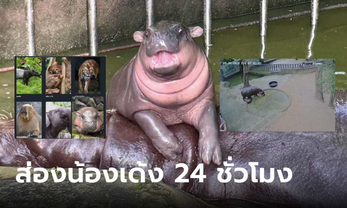 ไลฟ์สดหมูเด้ง! เปิดกล้องส่องน้องและผองเพื่อนเพลิน ๆ 24 ชั่วโมง