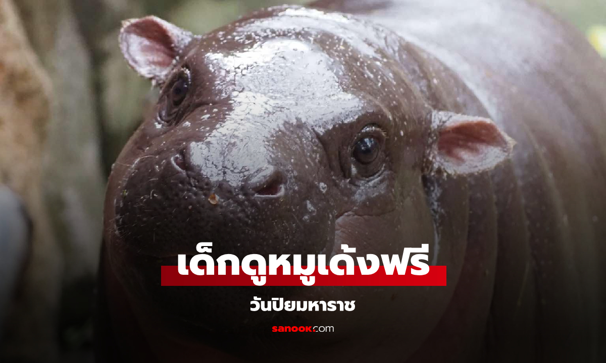 สวนสัตว์เปิดเขาเขียว ชวนเด็กและผู้สูงอายุ ดูหมูเด้งฟรี วันปิยมหาราช