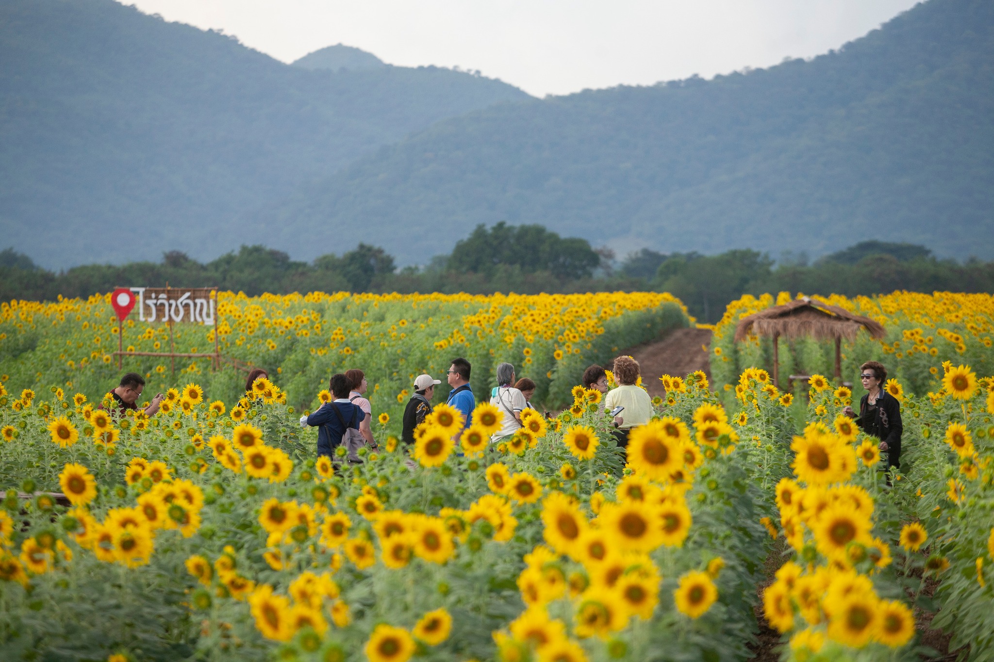 ทุ่งทานตะวันไร่วิชาญ จังหวัดลพบุรี