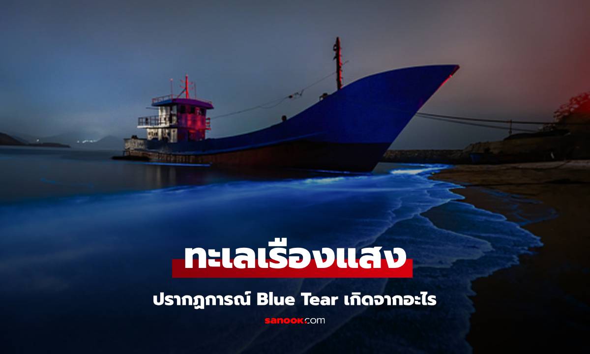 Blue Tear น้ำตาสีน้ำเงิน ปรากฏการณ์ทะเลเรืองแสง เกิดขึ้นจากอะไร