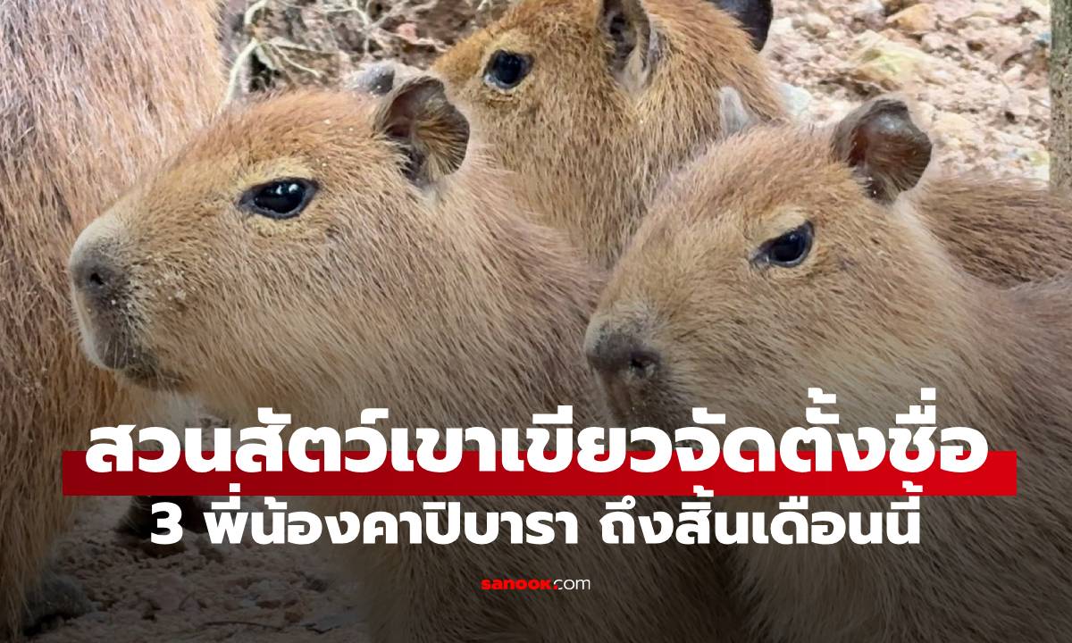 สวนสัตว์เปิดเขาเขียว ต้อนรับ "ลูกคาปิบารา" 3 ตัว ชวนโหวตตั้งชื่อ ชิงรางวัล