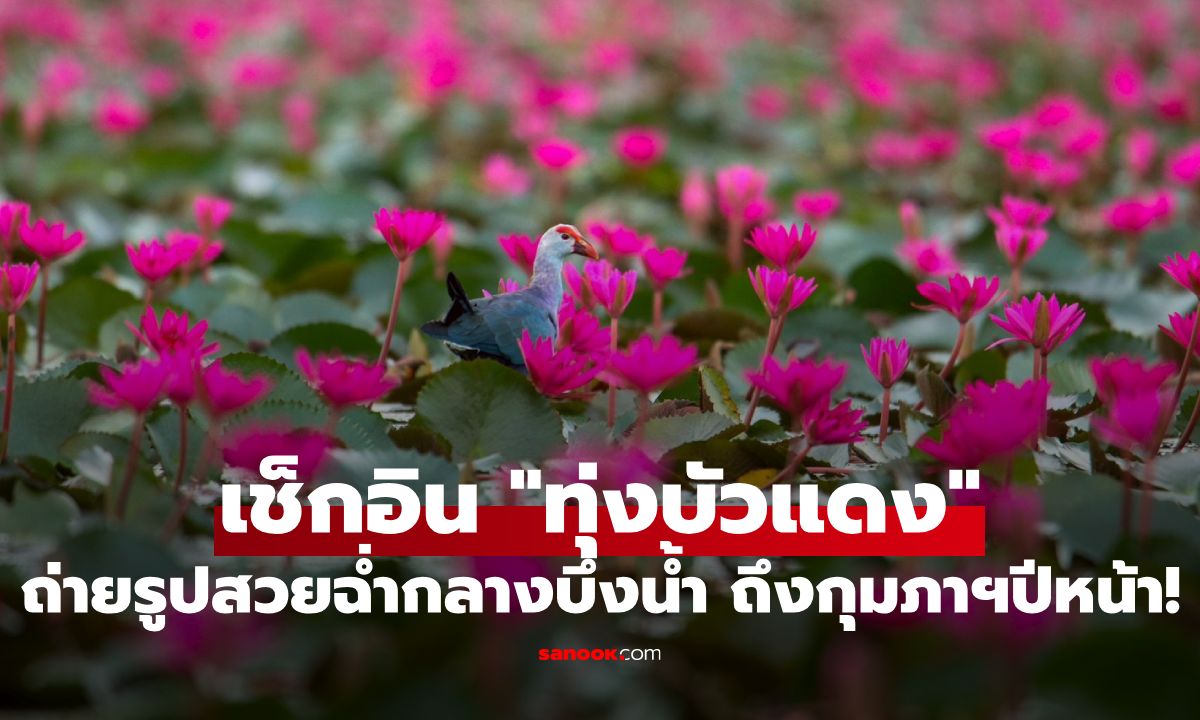 เช็กอิน "ทุ่งบัวแดง" บึงบอระเพ็ด ถ่ายรูปสวยฉ่ำกลางบึงน้ำ บานสะพรั่งยาวถึงกุมภาฯ 69!