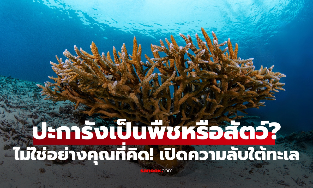 ปะการังเป็นพืชหรือสัตว์? ไม่ใช่อย่างที่คิด! เปิดเผยความลับใต้ทะเล