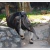 ตัวกินมดยักษ์ หรือ GIANT ANTEATER