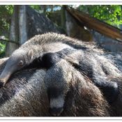 ตัวกินมดยักษ์ หรือ GIANT ANTEATER