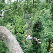 Flight of the Gibbon 