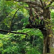 Flight of the Gibbon 