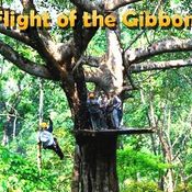 Flight of the Gibbon