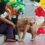 คาราวานพาตูบ พาเหมียวเที่ยวไทย 