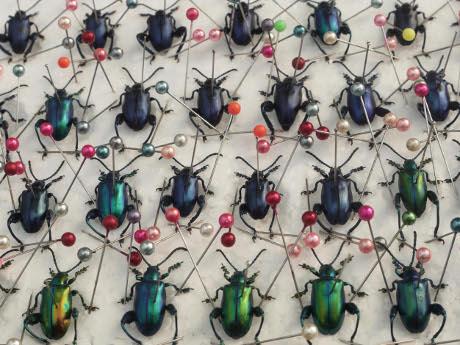 มหกรรมพืชสวนเฉลิมพระเกียรติฯ ราชพฤกษ์ 2554