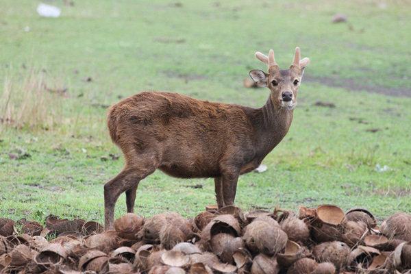เกาะกระดาด จ.ตราด