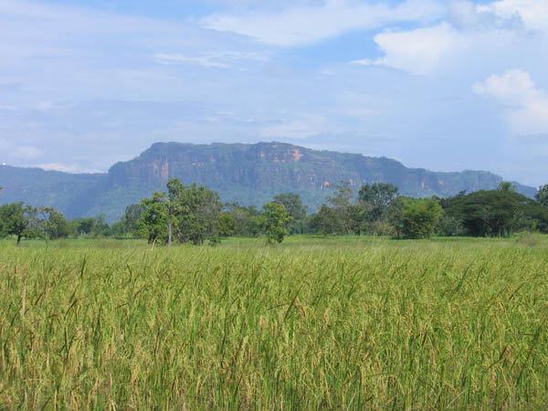 เขตรักษาพันธ์สัตว์ป่าภูวัว จ.บึงกาฬ