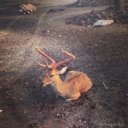 Animals in Safari Open tour