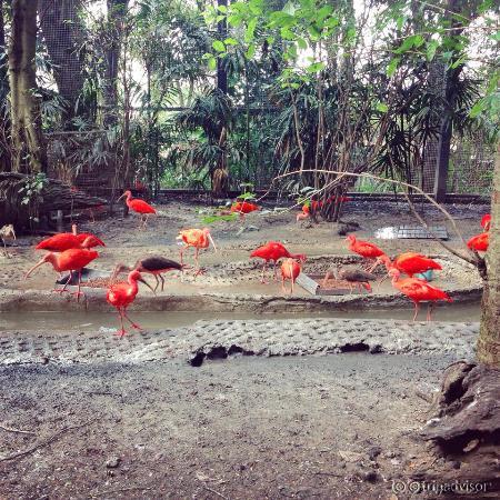 Beautiful red birds inside Safari