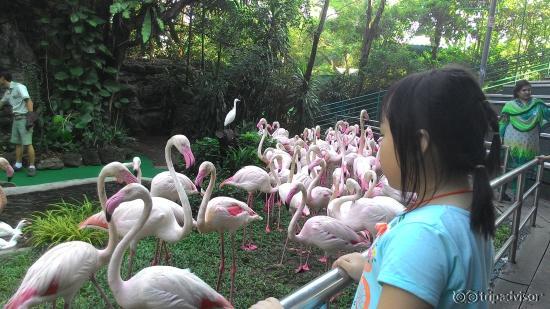 Birds show at safari world