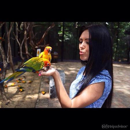 Birds