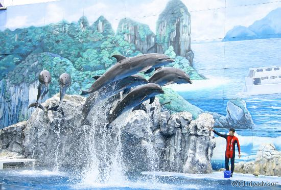 Dolphin Show @ 1:30 pm.
