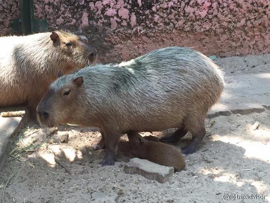 Capybara
