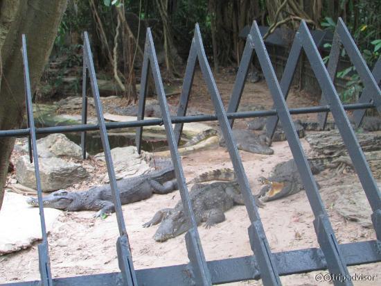 Crocodiles