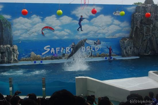 Dolphin show - the dolphin lifts the man up in the air