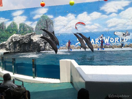 Dolphin Show