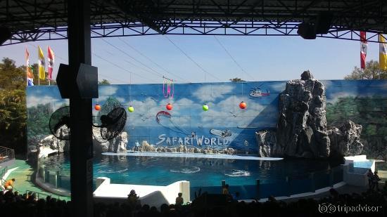 dolphin show