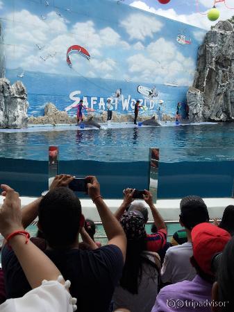 Dolphin show