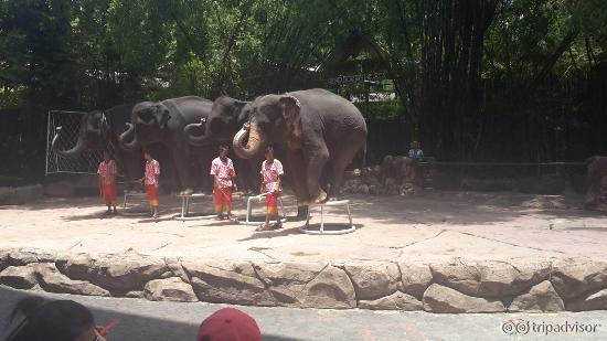 Elephant and spy war show was the best