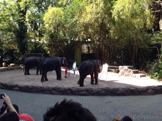 Elephant painting pictures! Quite impressive!
