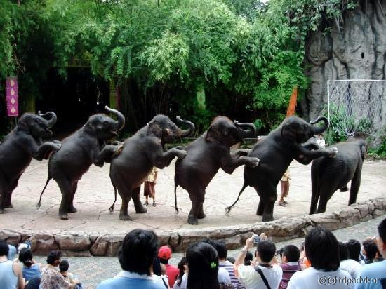 elephant show