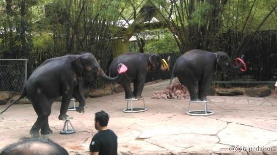 Elephant show