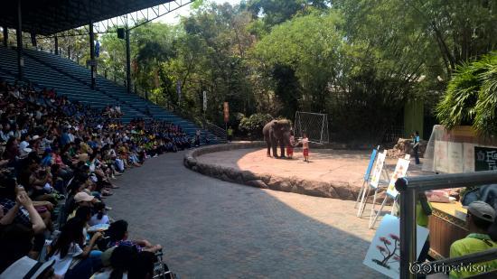 Elephant Show