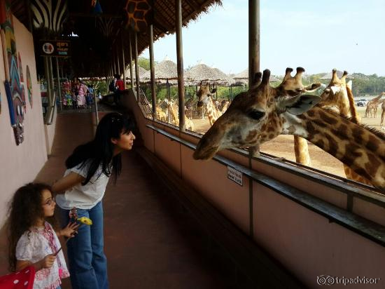 Feeding giraffes
