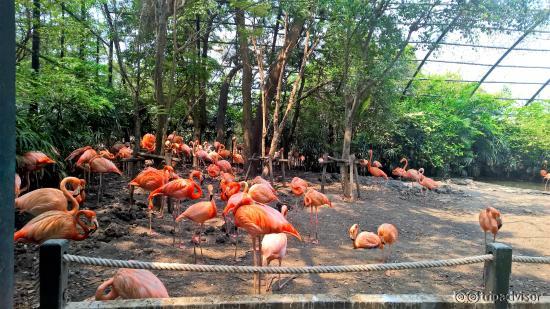 Flamingoes