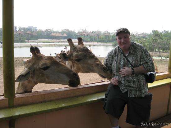 giaffe feeding