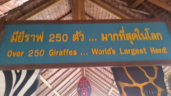 Giraffe enclosure