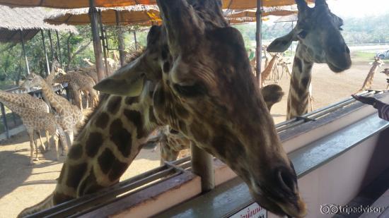 Giraffe