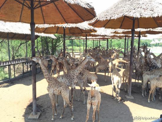 Giraffe