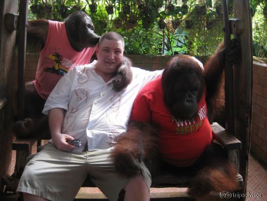 hanging with the orang utans after their boxing show!