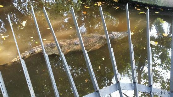 IMG-20151204-WA0007_large.jpg