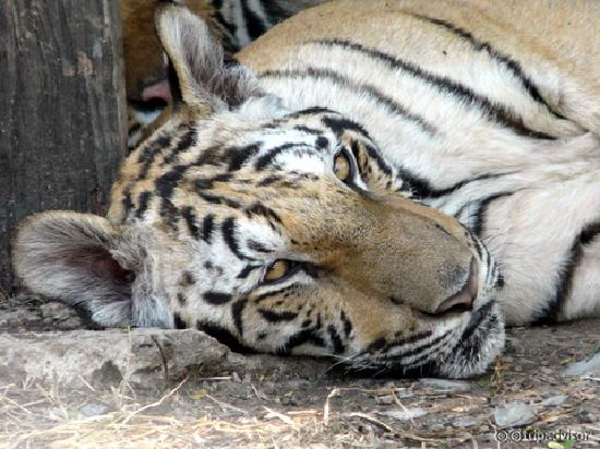In the tiger enclosure.
