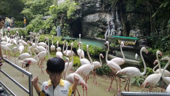 Bird Show by Flaminggo