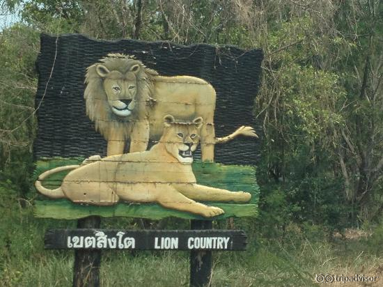 Lion area